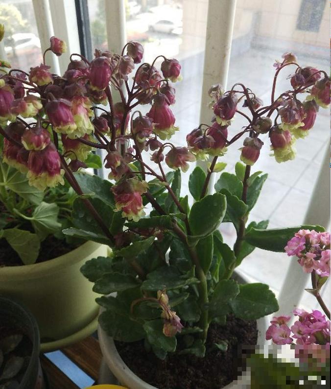 家里养盆“宫灯花”，密密麻麻全是花，能开3个月！