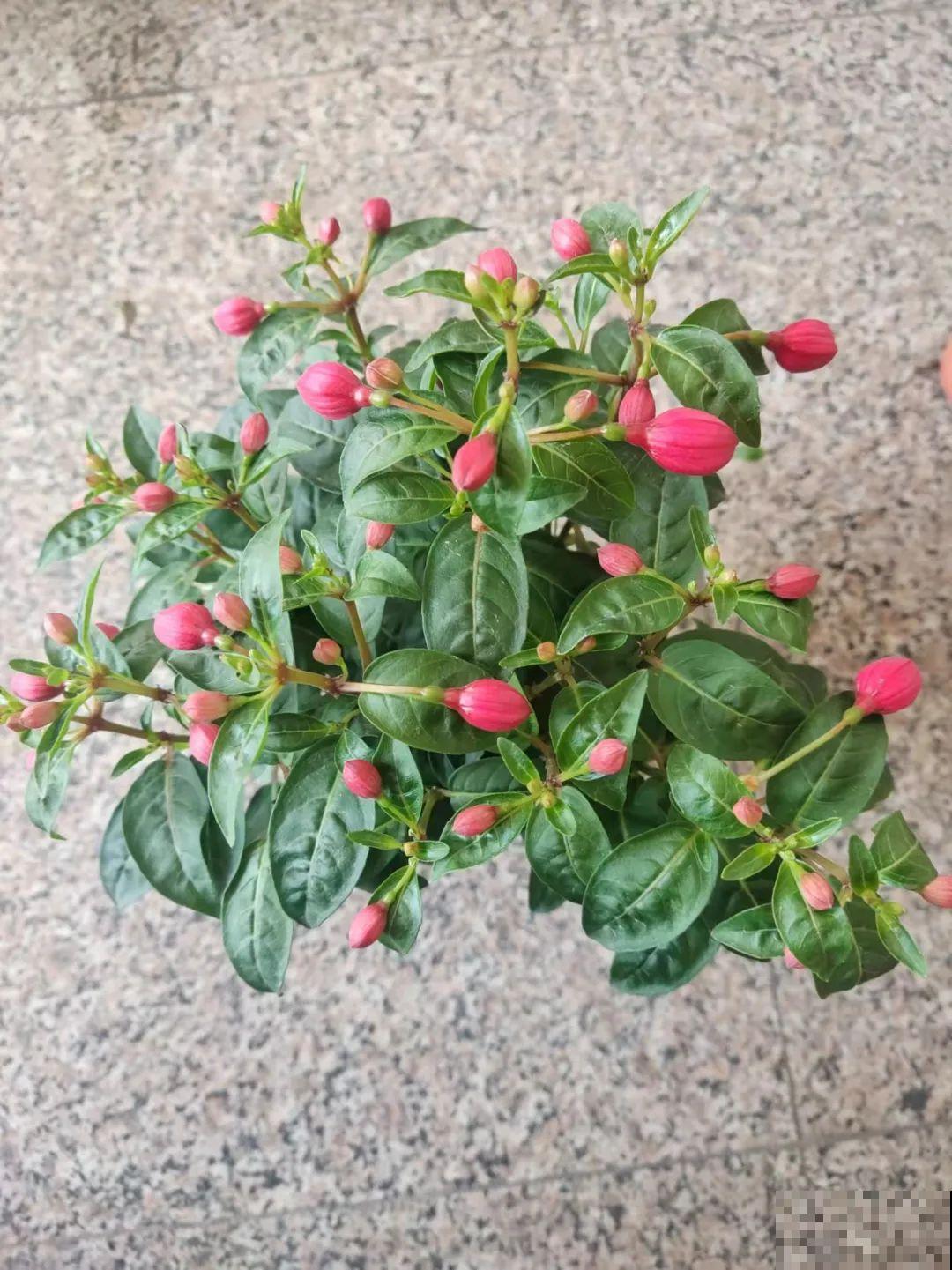 1种花春天开挂了，满盆都是小灯笼，吊起来养美翻天