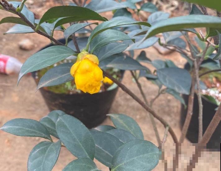 贵货植物别花钱买，掐个枝条插土里，1棵变多棵