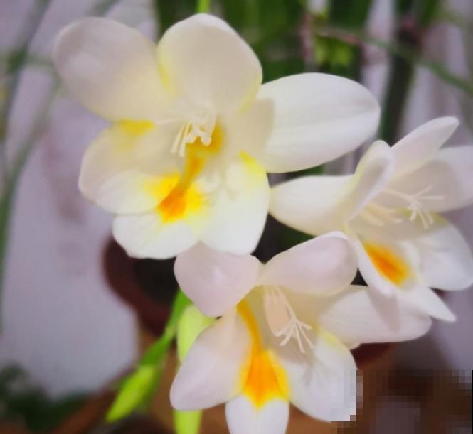 一种兰满屋飘香,开花又多又精致,被称作“活香水” 一种兰满屋飘香,开花又多又精致,被称作“活香水”