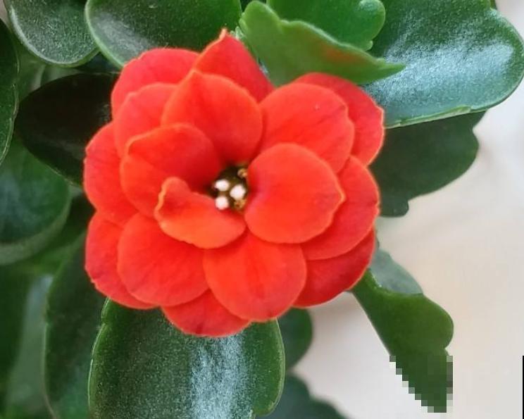 植物又细又长，八成是徒长，狠心剪掉才能呼呼长芽