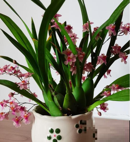 名牌香水的源头香味，就是这9种花香，随便养一种就是赚到