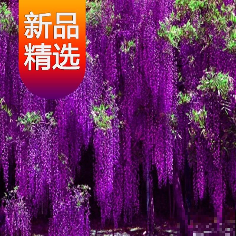 “家有紫藤，世代不穷”，记住3要点，紫藤一盆变多盆