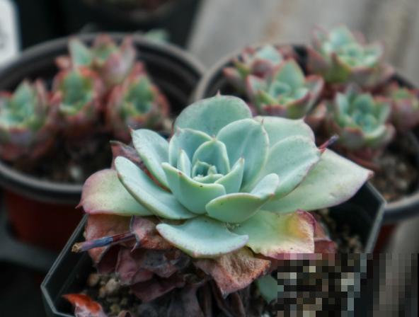 多肉颜色变绿，除了品种原因，还和这4点有关