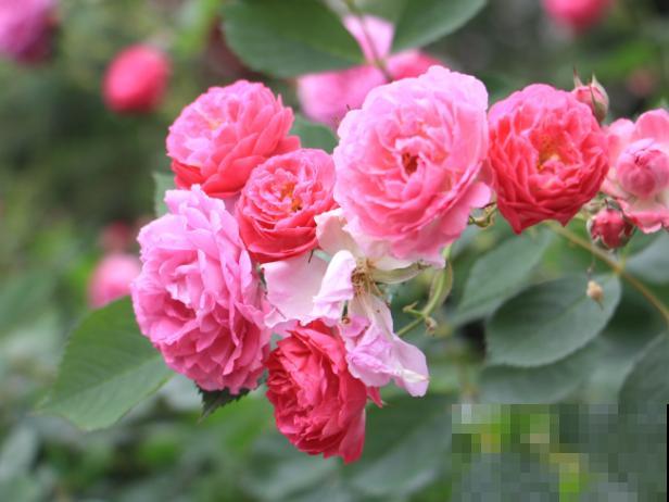 1种花剪个枝条插土里，半年长成大花墙，太震撼