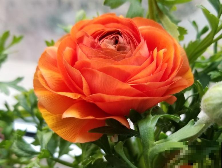 仙气飘飘的“洋牡丹”,养护注意5要点,花期延长半个月 仙气飘飘的“洋牡丹”,养护注意5要点,花期延长半个月