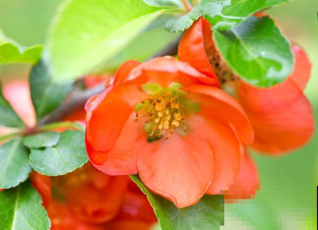 家里种木瓜，5个要点要注意，结出硕大金黄的木瓜