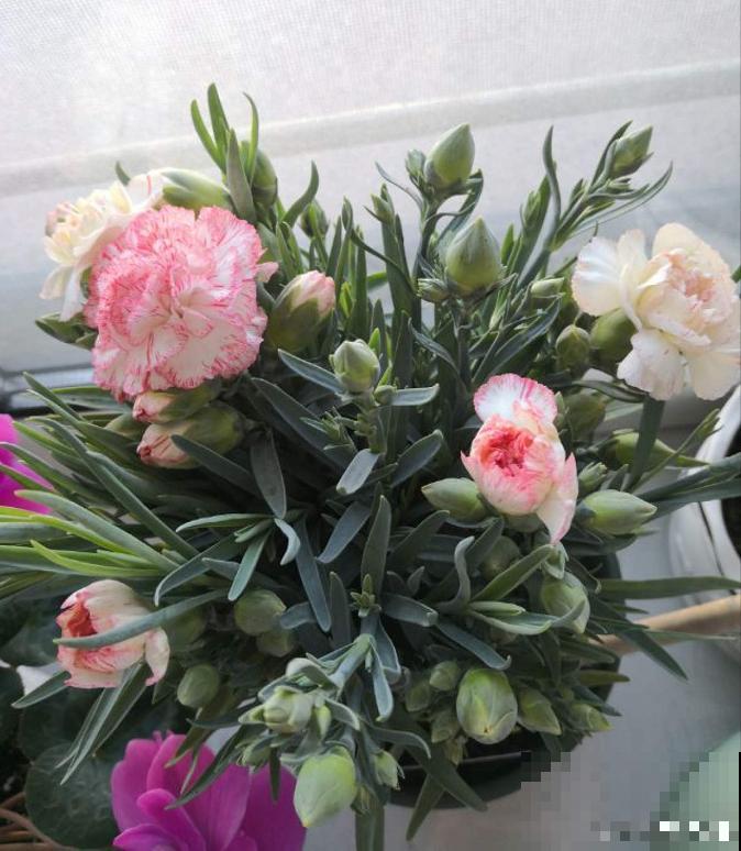 1种花满盆花苞,春天养正好,爆盆很容易 1种花满盆花苞,春天养正好,爆盆很容易