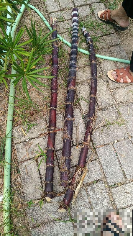 草莓疯狂涨价,却不是应季水果,4种平价水果才“香” 草莓疯狂涨价,却不是应季水果,4种平价水果才“香”