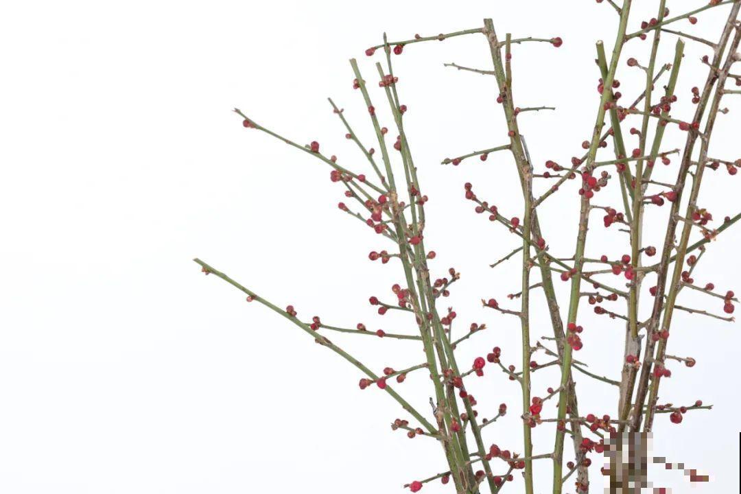 1种花剪几根枝,插水里3天就开花,迎春报喜,花香四溢 1种花剪几根枝,插水里3天就开花,迎春报喜,花香四溢