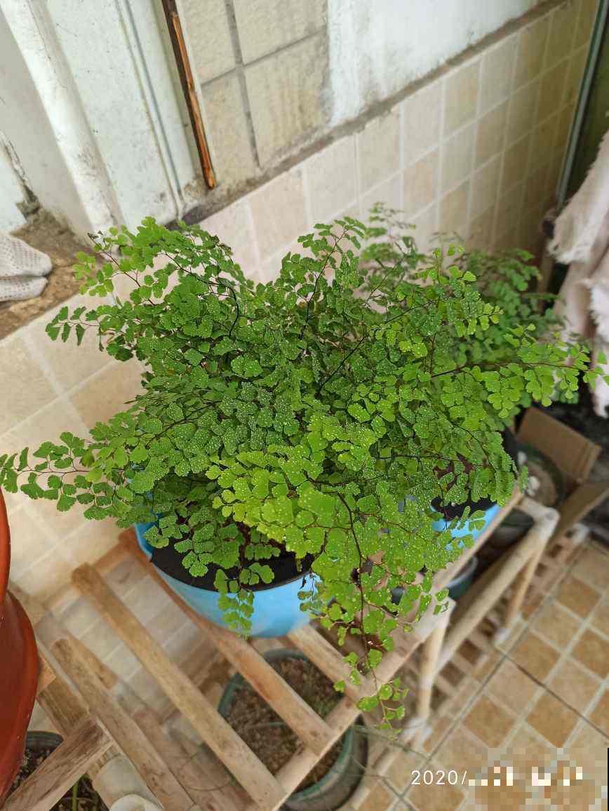 养5种植物在卫生间,卫生间变小花园,远离单调和异味 养5种植物在卫生间,卫生间变小花园,远离单调和异味