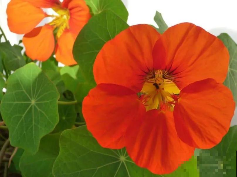 好看的圆叶植物有很多，这5种观叶效果高，适合家中养殖