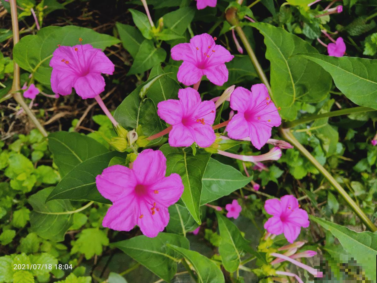 春天扦插4种花，剪个枝条插土里，嗖嗖冒芽，俩月开花