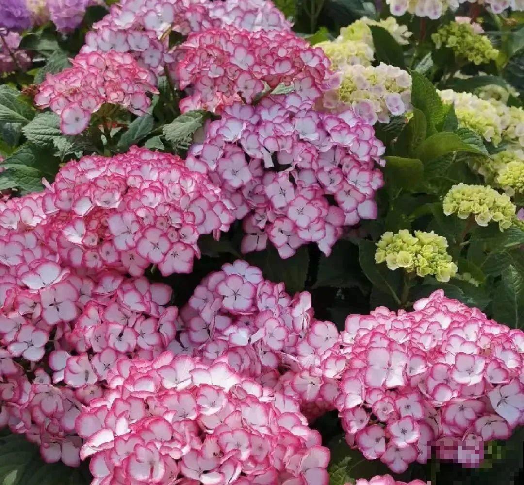 家里的花别乱放，放错地方，容易把花养死！