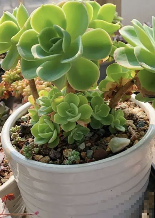 结束休眠的多肉，需要做4件事，马上就能爆盆