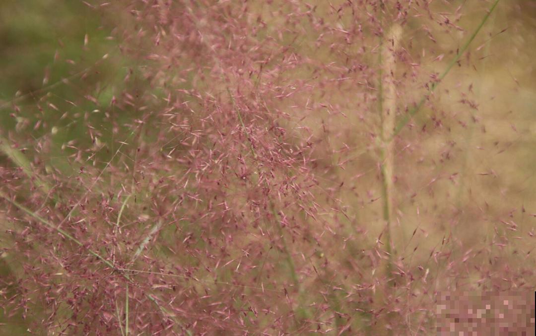 春天养花养腻了,不如在家种草,皮实好养还能吃,性价比超高 春天养花养腻了,不如在家种草,皮实好养还能吃,性价比超高