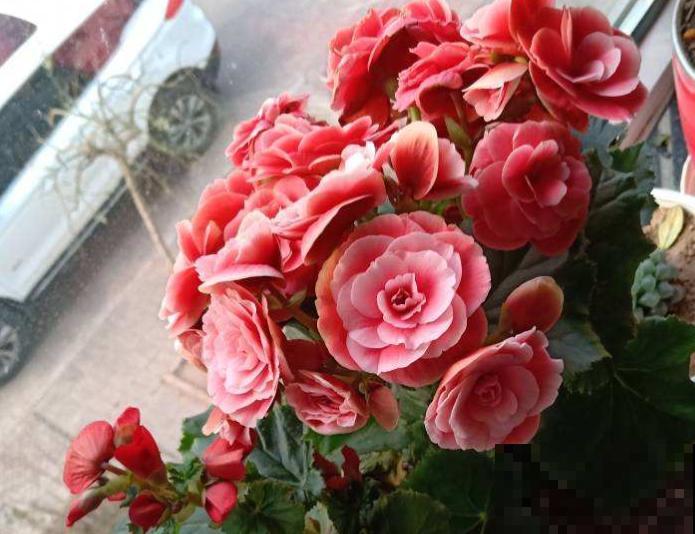 丽格海棠烂茎，狠心剪一刀，剪完还能活