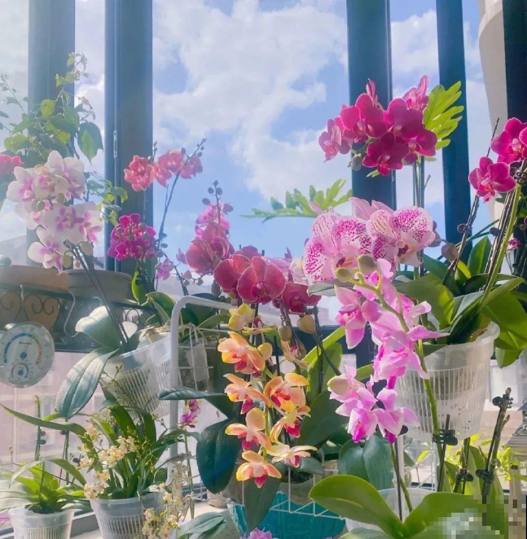 10种过年花，湿养能活命，干养会送命！