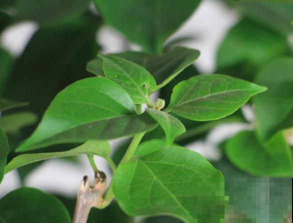 养殖三角梅，要想进行催花，这4点要知道