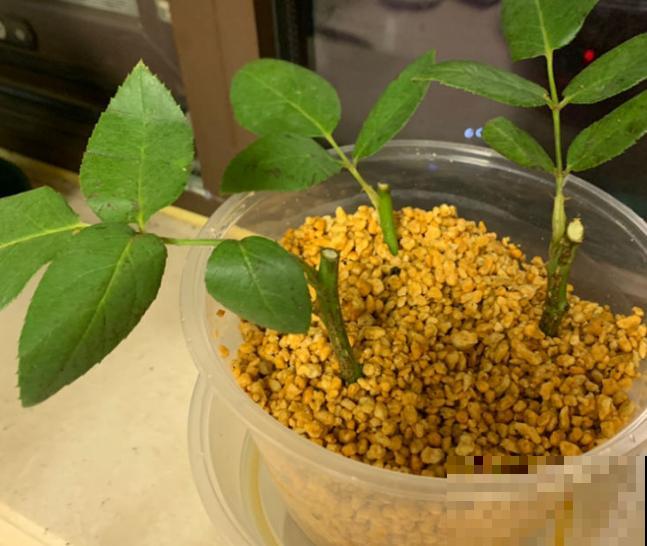 这2种土各有优缺点，要想区分用哪个，可以根据这3点来判断