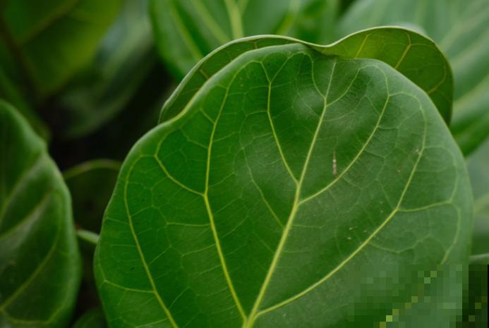 琴叶榕夏季养殖要注意，叶子需要经常喷水，保持湿度