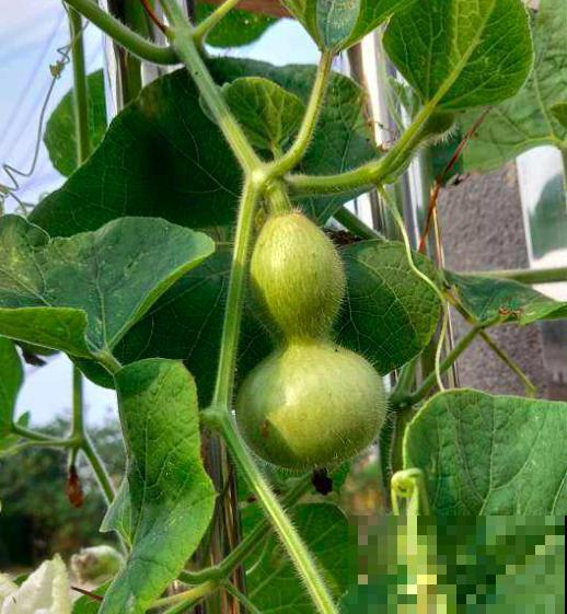 三月过后种葫芦,一根藤上长七个,当成艺术品价格翻十倍 三月过后种葫芦,一根藤上长七个,当成艺术品价格翻十倍