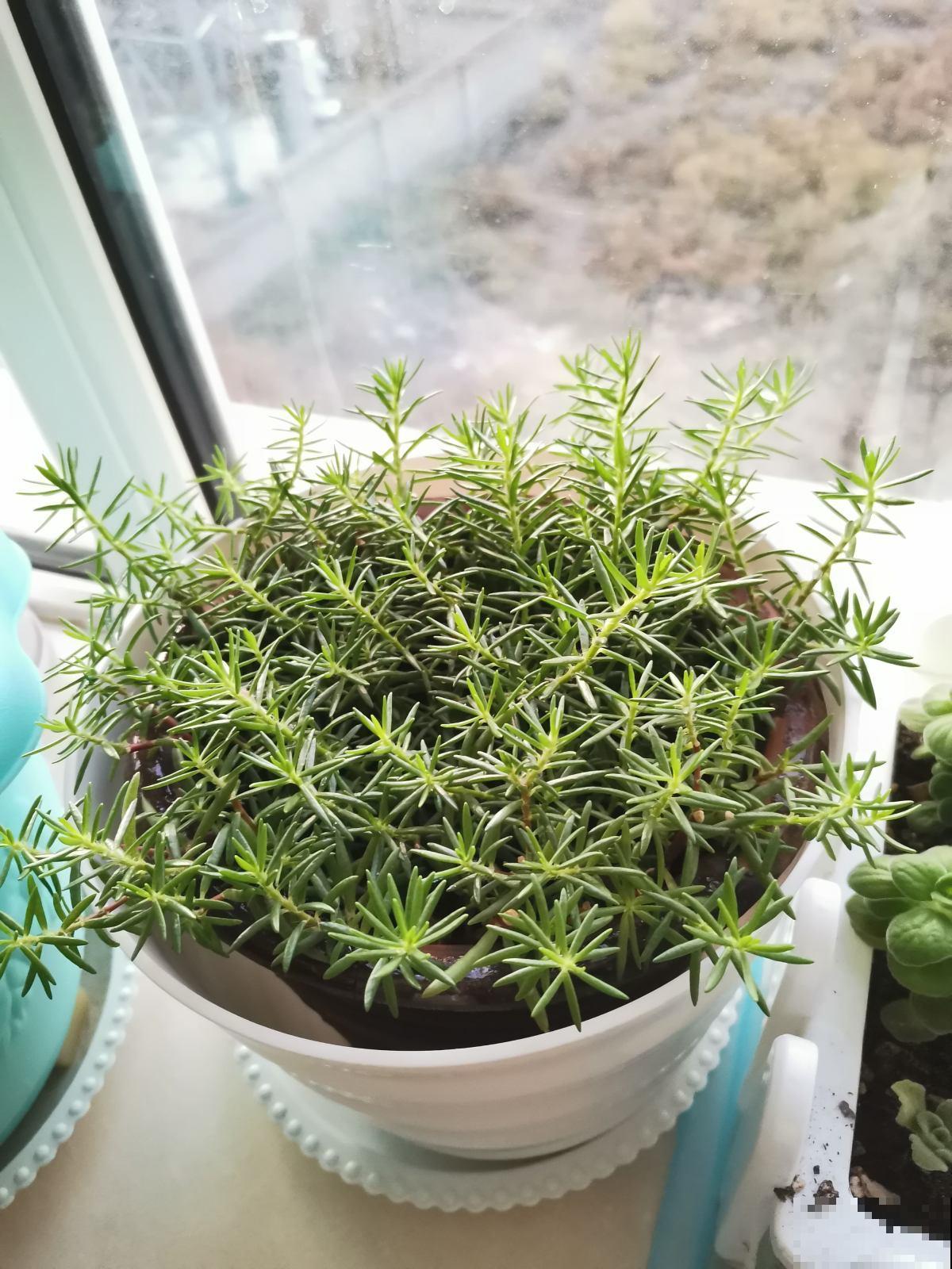 在家养2种花真赚钱,一年能生3麻袋小崽,拿去卖钱还能赚一笔 在家养2种花真赚钱,一年能生3麻袋小崽,拿去卖钱还能赚一笔