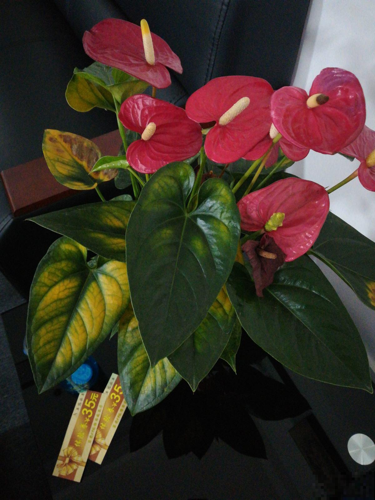 新手小白养红掌,4件事不要着急做,否则到头来竹篮打水一场空 新手小白养红掌,4件事不要着急做,否则到头来竹篮打水一场空