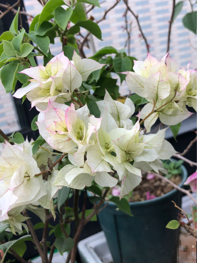 三角梅里的勤花品种，家里养一棵，能顶一个花园