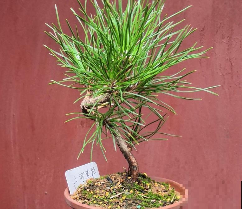 家里养盆黑松，记住养护4个步骤，轻轻松松就能养好