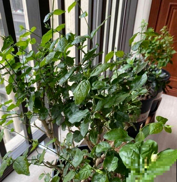 买回家的花,叶子哗哗掉一地,简直成了光杆司令,究竟为啥? 买回家的花,叶子哗哗掉一地,简直成了光杆司令,究竟为啥?