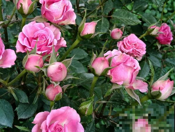 豆饼要想发酵，这3点要知道，学会不用买肥料