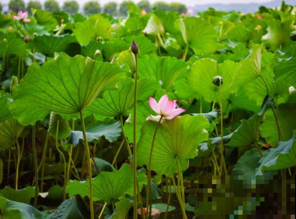 家里有个大水缸，超适合养5种植物，高温天也能开花爆盆