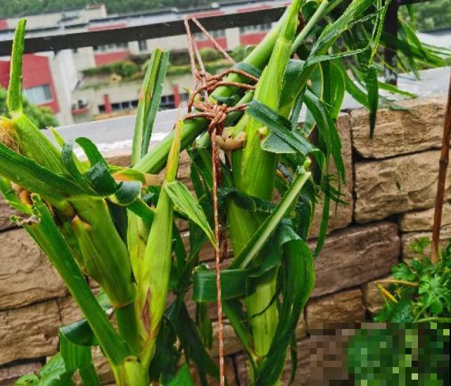 糯玉米种植技术简单，这4步学会，院子里也能种