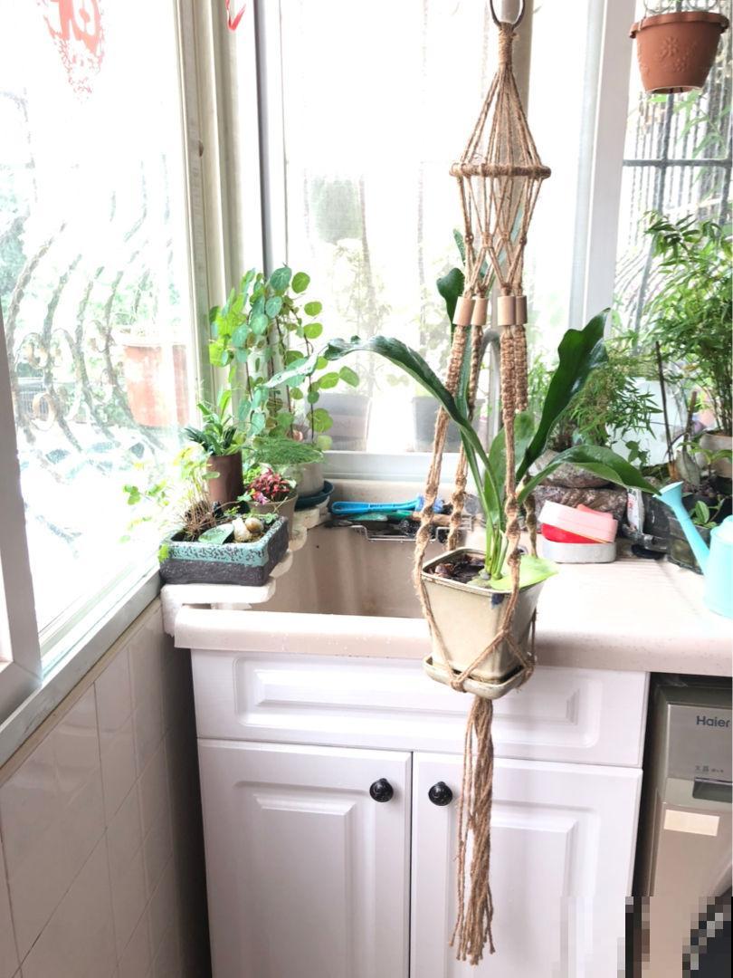 厨房养盆花，远离油烟，空气重新变清新