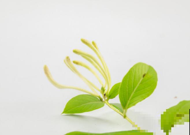 判断金银花质量好坏,就看有没有绒毛,一看一个准 判断金银花质量好坏,就看有没有绒毛,一看一个准