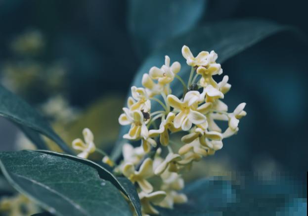 想要桂花一盆变多盆，枝条割一割，呼呼长根长得壮