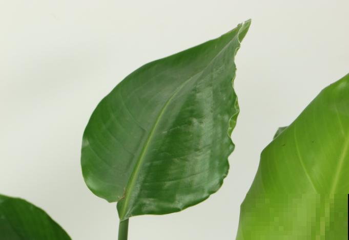 天堂鸟倒伏不要急，知道这4点，轻松解决