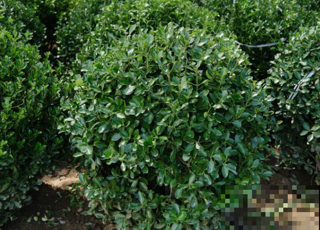 黄杨盆景枯死，记住这5步，补救还有希望