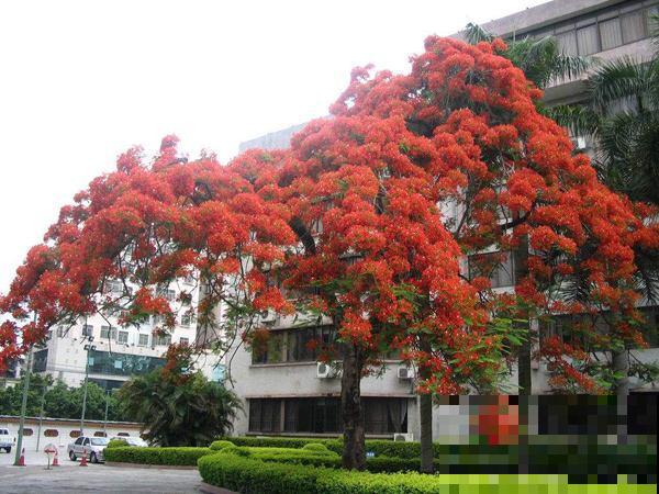 惊艳全球的8棵树,最老一棵上千年,美得无法言说 惊艳全球的8棵树,最老一棵上千年,美得无法言说