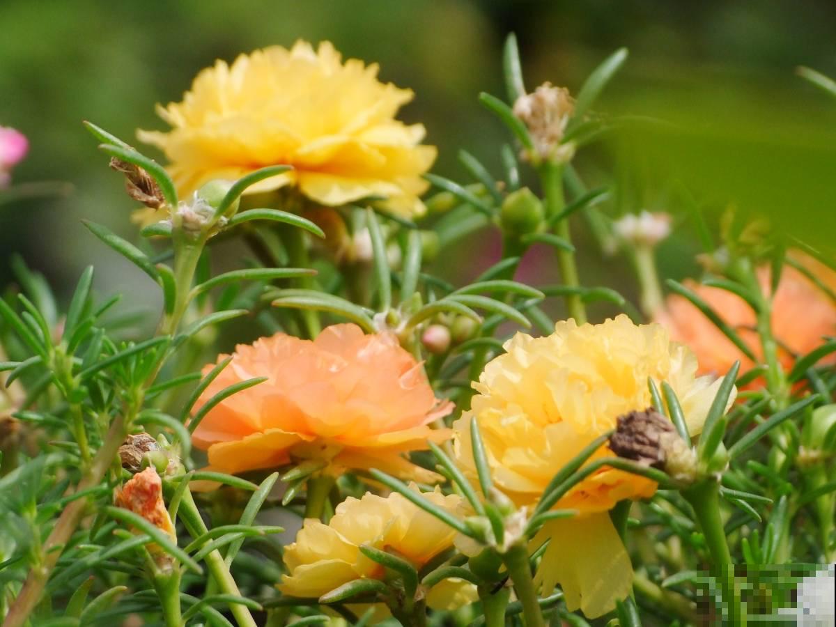 春天扦插4种花，剪个枝条插土里，嗖嗖冒芽，俩月开花