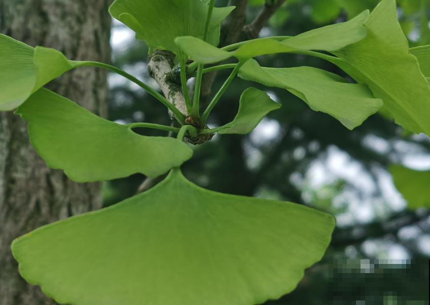 树木刷白灰，主要起到这3点作用，赶紧了解一下吧