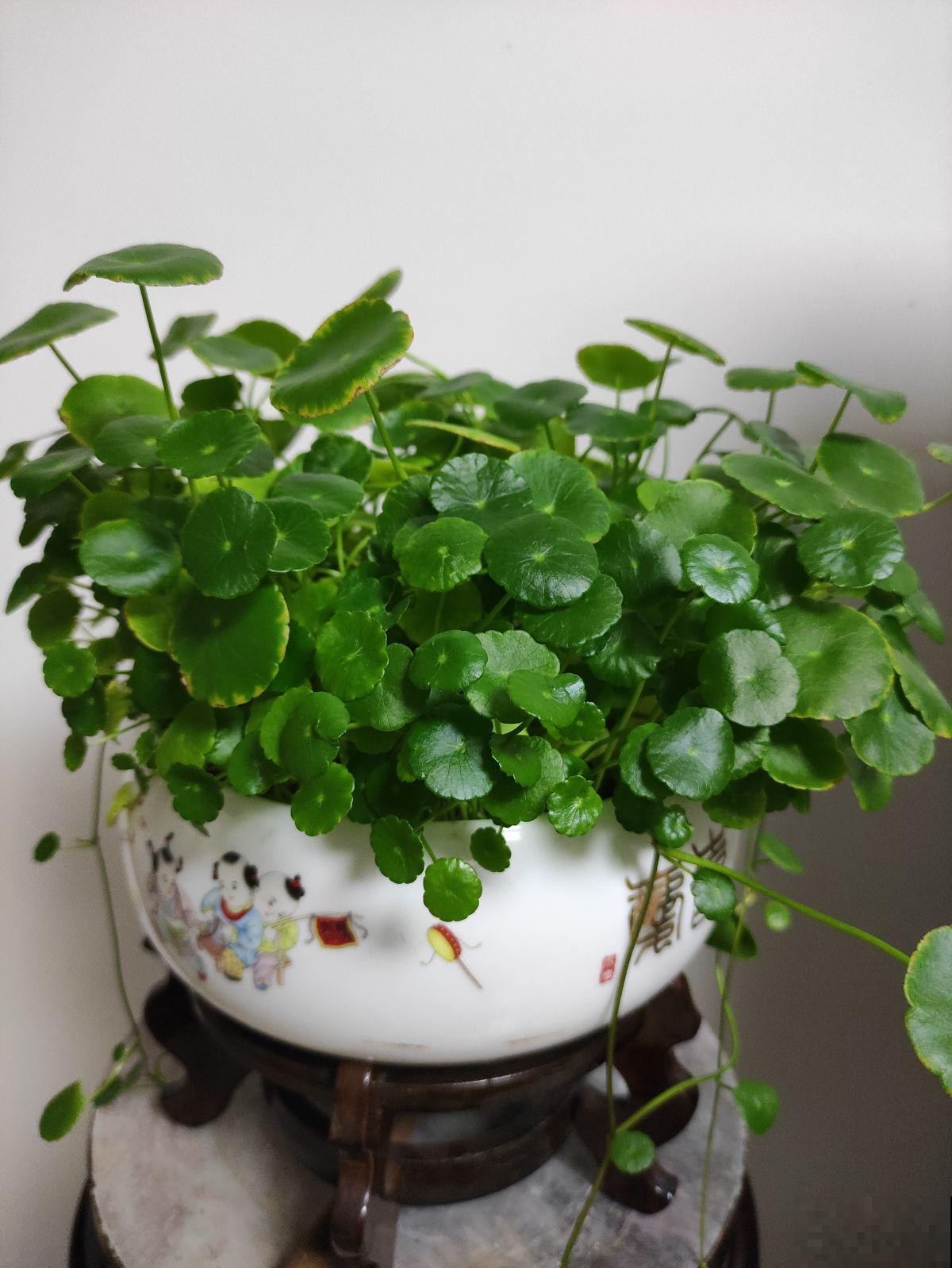 新年有新的福气花,生肖对应的花,就是你的幸运花 新年有新的福气花,生肖对应的花,就是你的幸运花