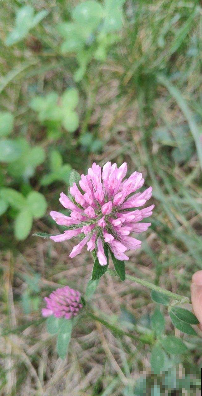 春天路边开满花，30种花能认识一半，就是植物大神