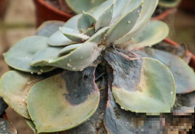 多肉出现蚧壳虫，不要着急，记住这3种方法轻松防治