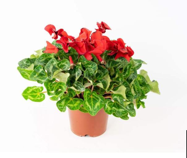 仙客来烂根，切掉烂根消消毒，还能长新芽