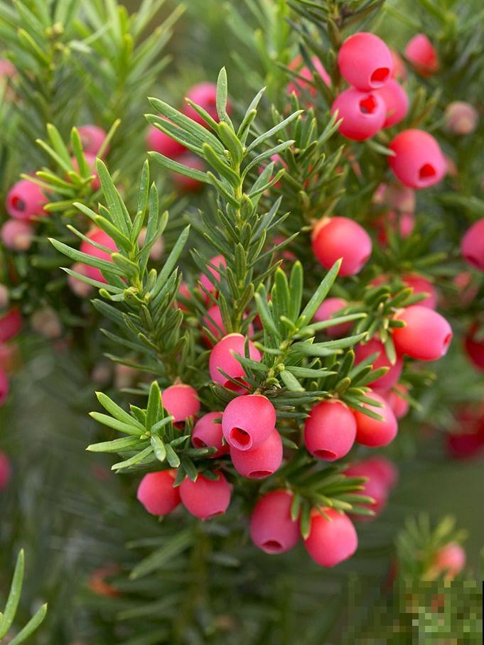 一般花友都不说的养花技巧，学会了就是资深花友，花越长越旺