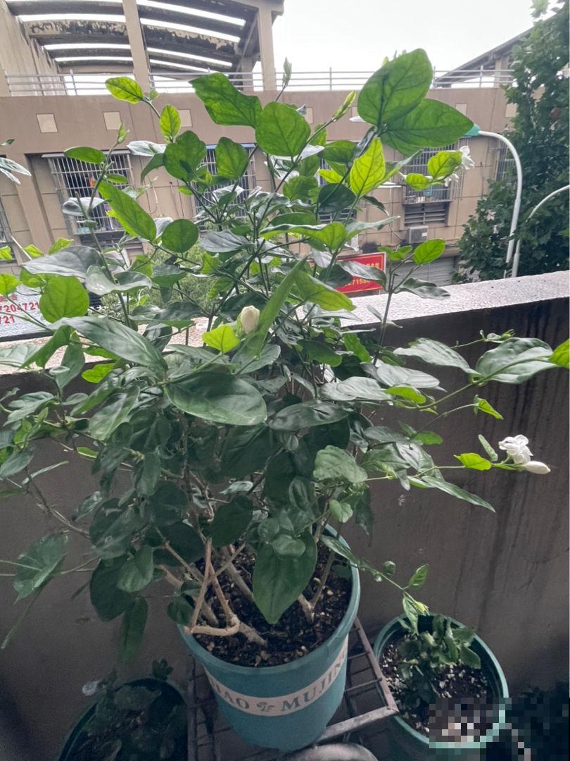 现在养茉莉,最怕换盆施肥,不注意养护难开花 现在养茉莉,最怕换盆施肥,不注意养护难开花