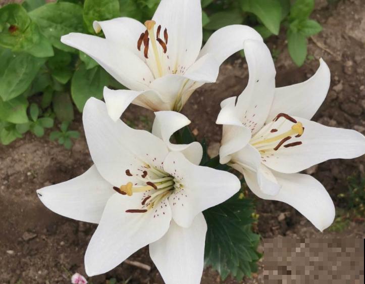 磷酸二氢钾喷施很简单，记住这3点，家里的花越长越好