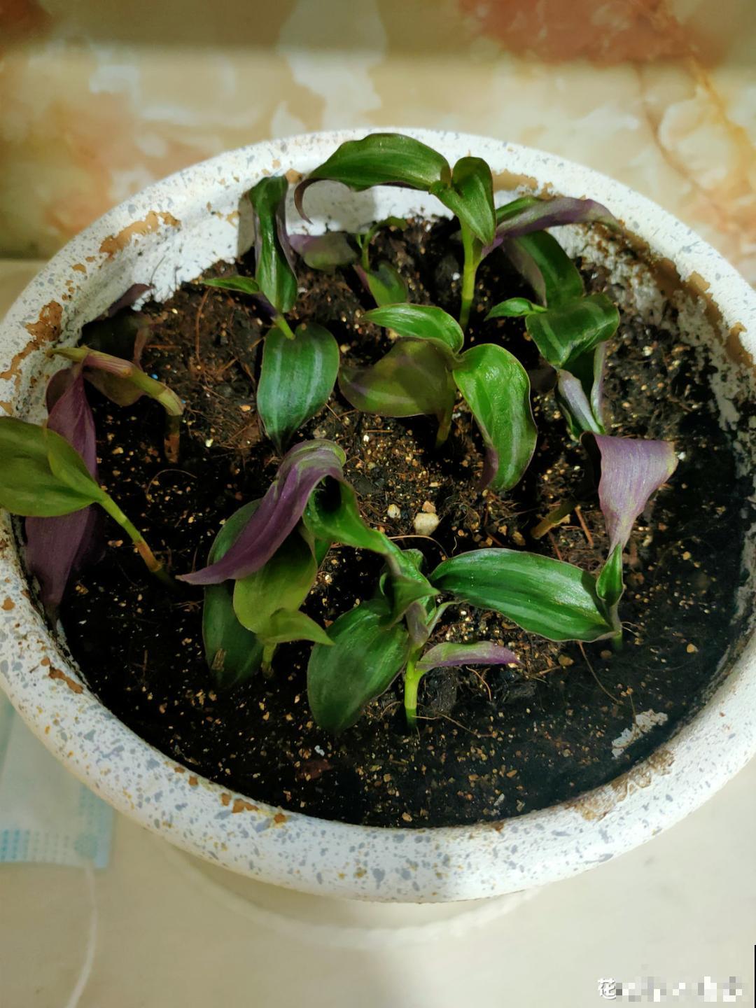 “庄稼一枝花，全靠肥当家”，现在施肥，呼呼爆盆开花